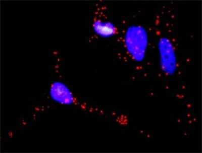 Proximity Ligation Assay: Raf-1 Antibody (1H4) [H00005894-M03]