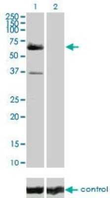 Western Blot: Raf-1 Antibody (1H4) [H00005894-M03]