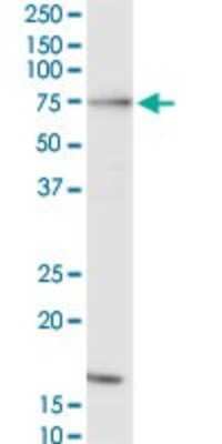 Western Blot: Raf-1 Antibody (1H4) [H00005894-M03]