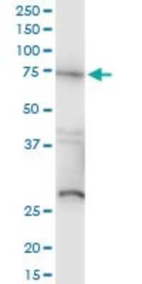Western Blot: Raf-1 Antibody (1H4) [H00005894-M03]