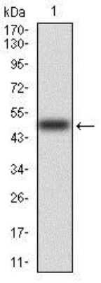 Western Blot: Raf-1 Antibody (4G4)BSA Free [NBP2-37513]