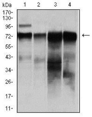 Western Blot: Raf-1 Antibody (4G4)BSA Free [NBP2-37513]