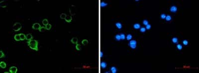 Immunocytochemistry/ Immunofluorescence: Raf-1 Antibody (S05-9B1) [NBP3-14880]
