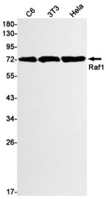 Western Blot: Raf-1 Antibody (S05-9B1) [NBP3-14880]