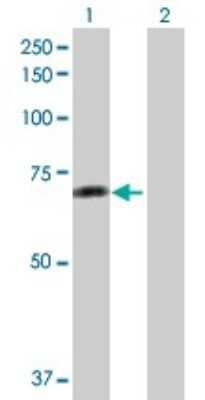 Western Blot: Raf-1 Antibody [H00005894-B01P]