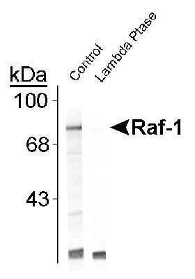 Western Blot: Raf-1 [p Ser301] Antibody [NB300-305]