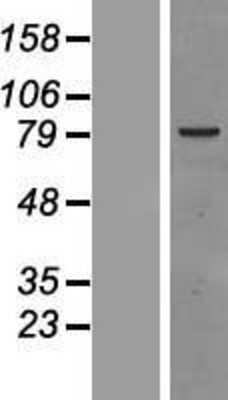 Western Blot: Raf-1 Overexpression Lysate [NBP2-08062]