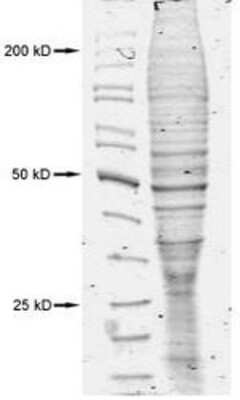 Western Blot: Raji Whole Cell Lysate [NB800-PC11]