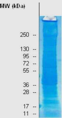 Western Blot: Raji Whole Cell Lysate [NB820-59466]