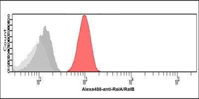 Flow Cytometry: RalA/RalB Antibody (AT41E2) - BSA Free [NBP2-88840]