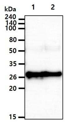 Western Blot: RalA/RalB Antibody (AT41E2)BSA Free [NBP2-88840]