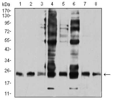 Western Blot: RalB Antibody (7F8B4)BSA Free [NBP2-61831]
