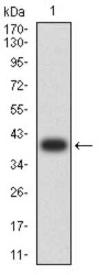 Western Blot: RalB Antibody (8A8A9)BSA Free [NBP2-61826]