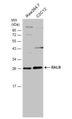 Western Blot: RalB Antibody [NBP1-32696]