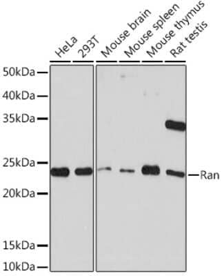 Western Blot: Ran Antibody (6S5X5) [NBP3-16393]