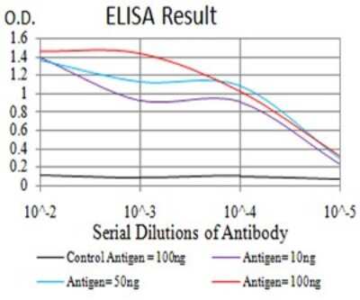 ELISA: Ran Antibody (8D1A6) - BSA Free [NBP2-61832]