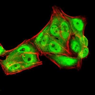 Immunocytochemistry/ Immunofluorescence: Ran Antibody (8D1A6) - BSA Free [NBP2-61832]