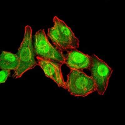 Immunocytochemistry/ Immunofluorescence: Ran Antibody (8D1A6) - BSA Free [NBP2-61832]