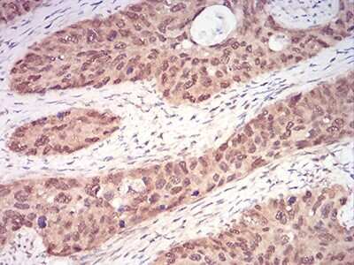 Immunohistochemistry: Ran Antibody (8D1A6) - BSA Free [NBP2-61832]