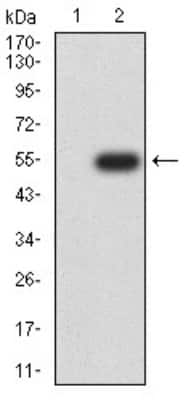 Western Blot: Ran Antibody (8D1A6)BSA Free [NBP2-61832]