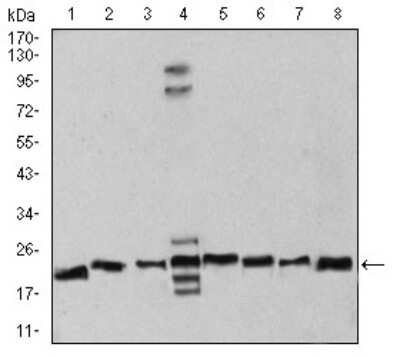 Western Blot: Ran Antibody (8D1A6)BSA Free [NBP2-61832]