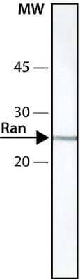 Western Blot: Ran Antibody (ARAN1)BSA Free [NB600-1082]