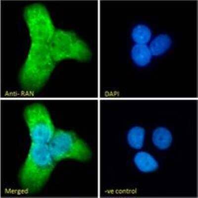 Immunocytochemistry/ Immunofluorescence: Ran Antibody [NBP1-68870]