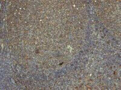 Immunohistochemistry-Paraffin: Ran Antibody [NB100-1442]