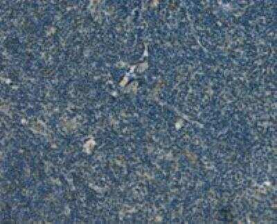 Immunohistochemistry-Paraffin: Ran Antibody [NB100-1442]