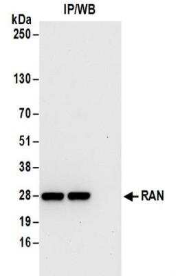 Immunoprecipitation: Ran Antibody [NBP2-32281]