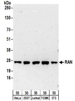 Western Blot: Ran Antibody [NBP2-32280]