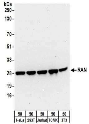 Western Blot: Ran Antibody [NBP2-32281]