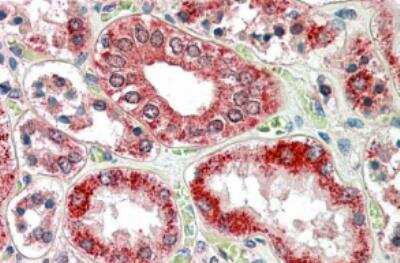 Immunohistochemistry-Paraffin: RanBP1 Antibody [NB100-1443]