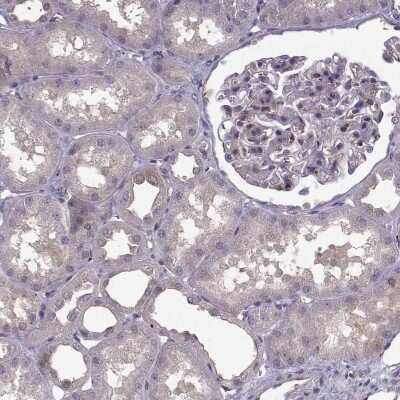 Immunohistochemistry-Paraffin: RanBP1 Antibody [NBP2-57339]
