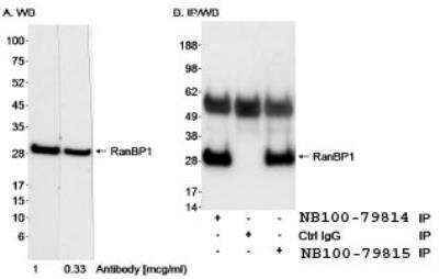 Western Blot: RanBP1 Antibody [NB100-79814]