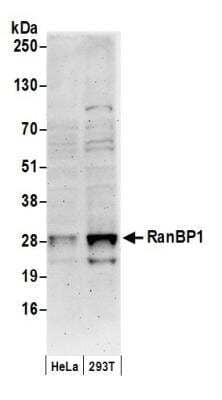 Western Blot: RanBP1 Antibody [NB100-79814]