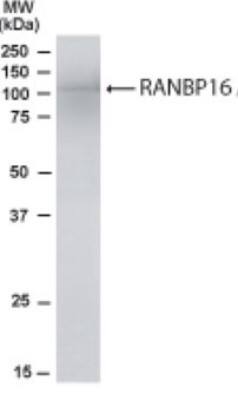 Western Blot: RanBP16 Antibody [NB100-1378]