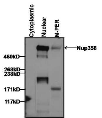 Western Blot: RanBP2 Antibody (2E1) [NB100-74480]