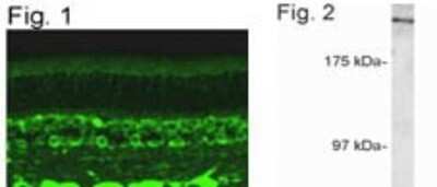 Immunohistochemistry: RanBP2 Antibody [NB120-2938]