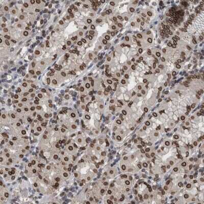 Immunohistochemistry-Paraffin: RanBP2 Antibody [NBP2-33900]