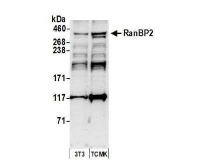 Western Blot: RanBP2 Antibody [NB100-93337]