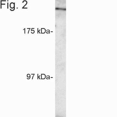 Western Blot: RanBP2 Antibody [NB120-2938]