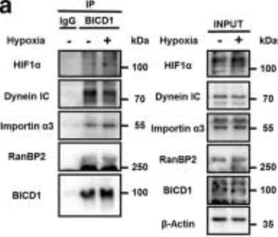 Western Blot: RanBP2 Antibody [NB120-2938]