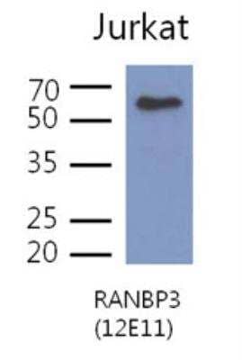 Western Blot: RanBP3 Antibody (12E11)BSA Free [NBP2-42672]