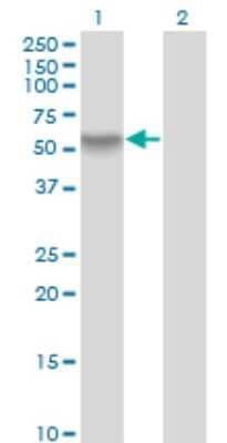 Western Blot: RanBP3 Antibody (2E10) [H00008498-M01]