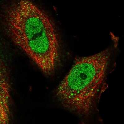 Immunocytochemistry/ Immunofluorescence: RanBP3 Antibody [NBP1-92314]