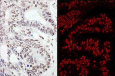 Immunohistochemistry: RanBP3 Antibody [NB100-74647]
