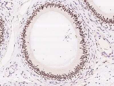 Immunohistochemistry-Paraffin: RanBP3 Antibody [NBP2-97450]