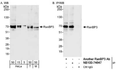 Western Blot: RanBP3 Antibody [NB100-74647]