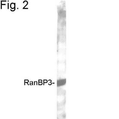 Western Blot: RanBP3 Antibody [NB120-2939]